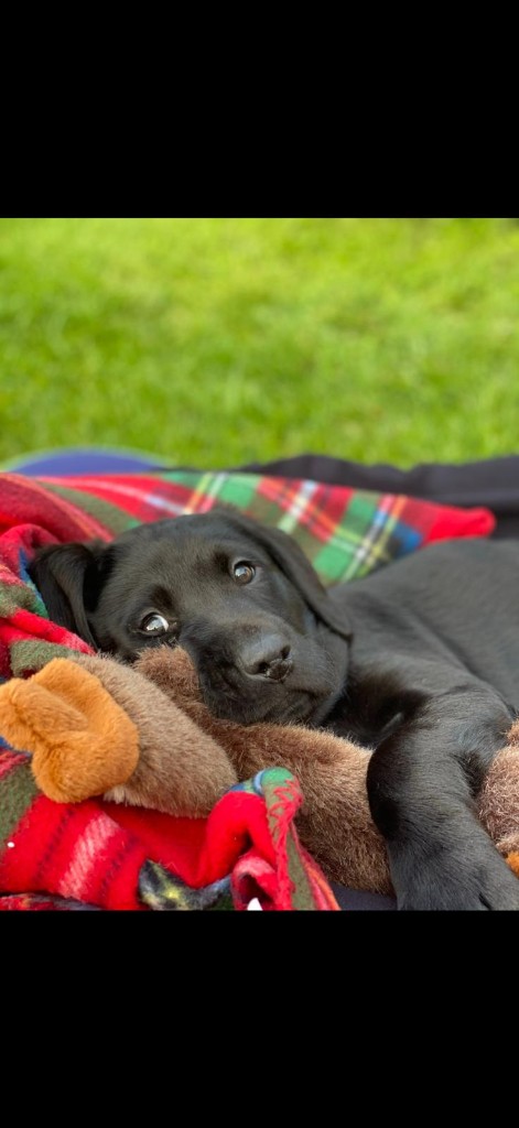 Happy dog 2