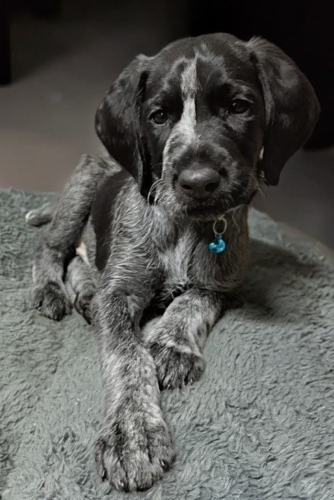 Happy dog 3
