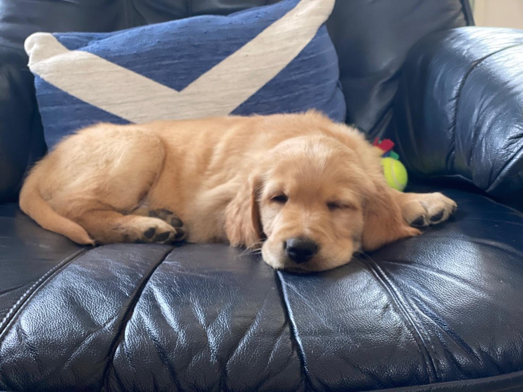 Happy dog 5