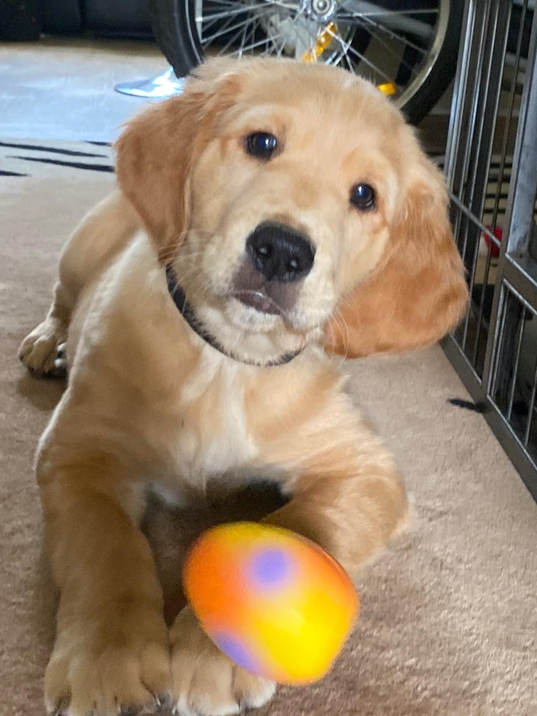 Happy dog 6