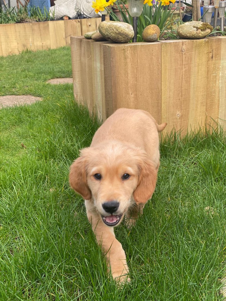 Happy dog 7
