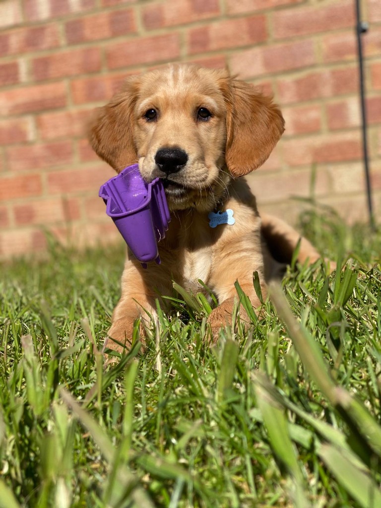 Happy dog 8