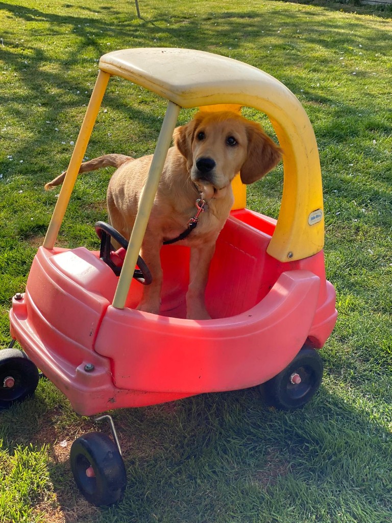 Happy dog 9