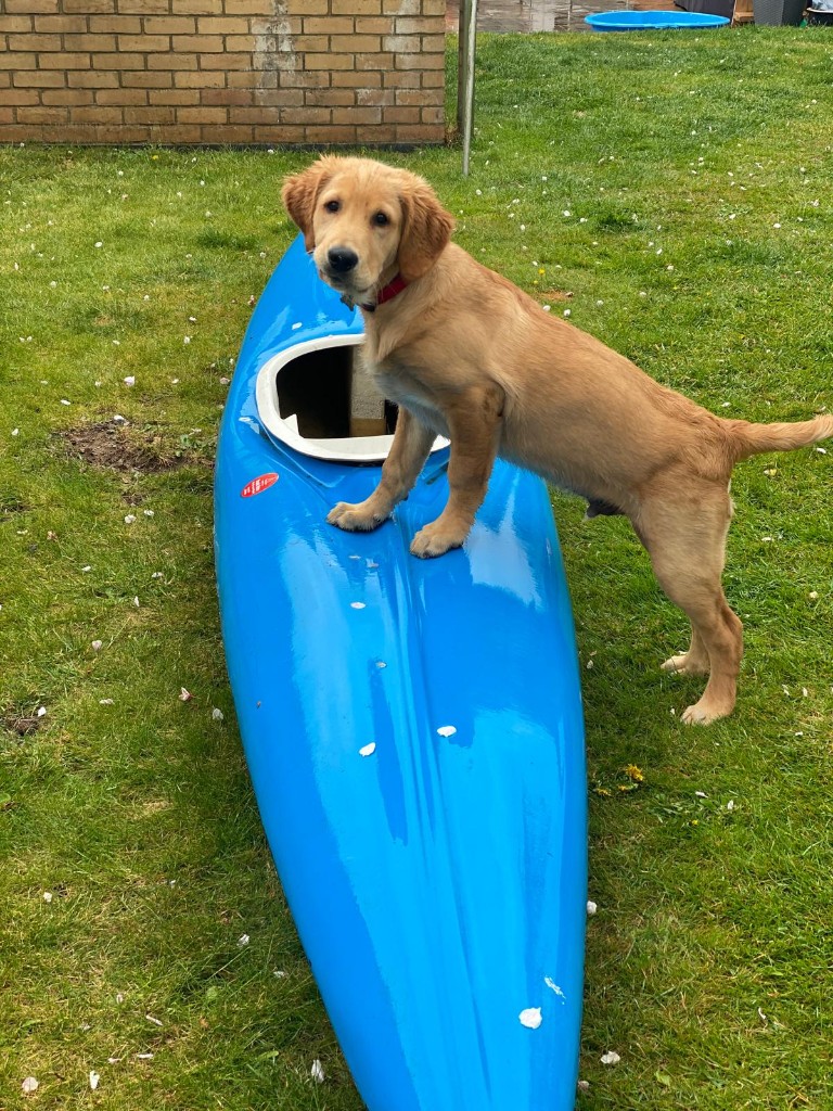 Happy dog 10