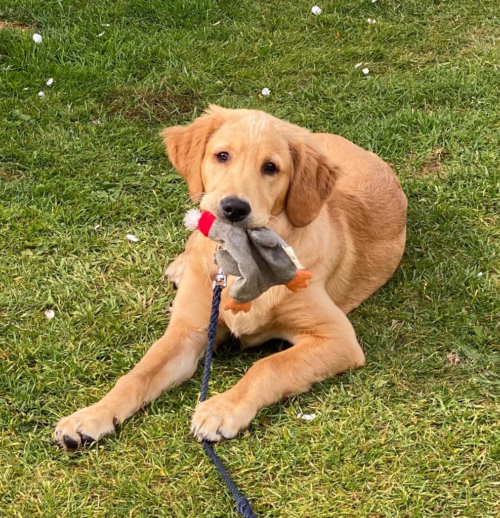 Happy dog 11