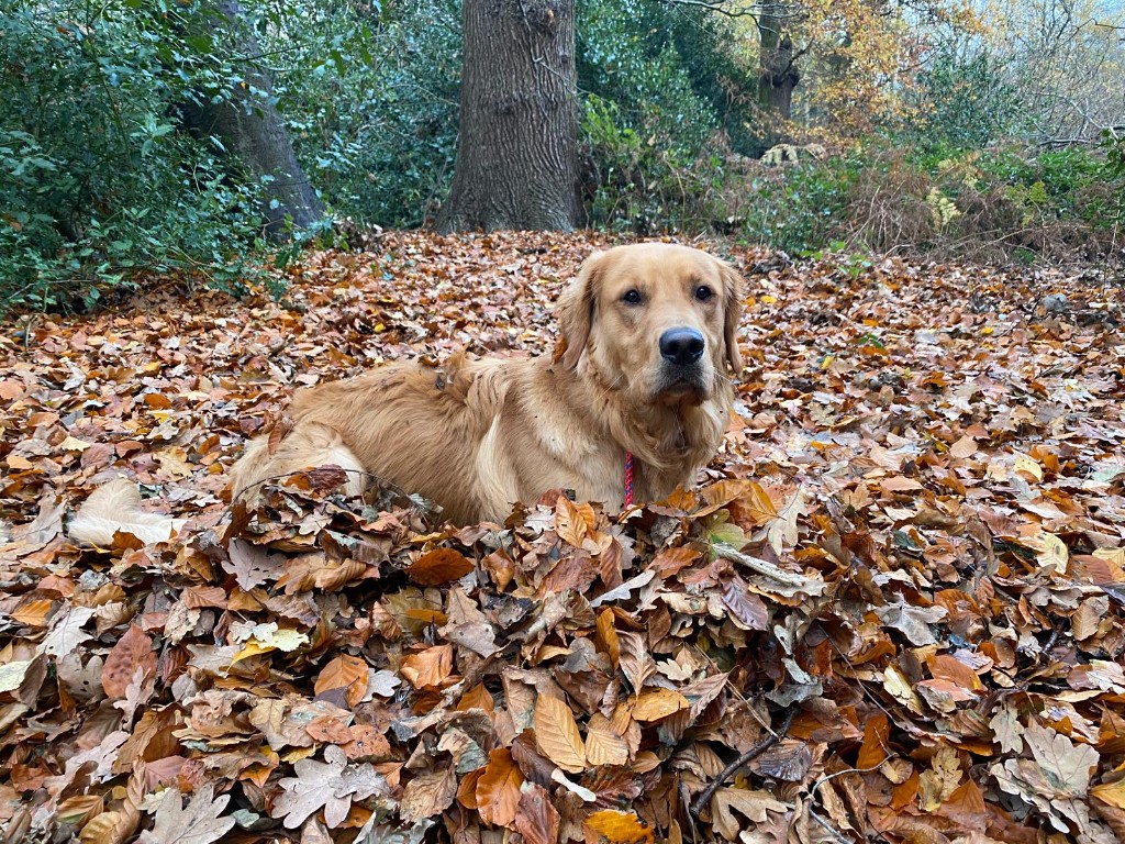 Happy dog 14