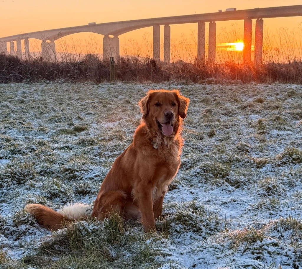 Happy dog 15